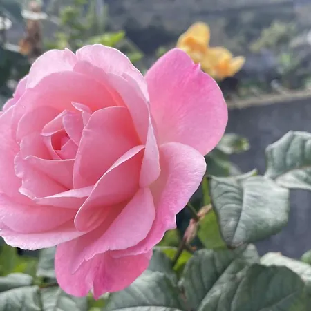 Casas Hortas, Vista Jardim E Serra