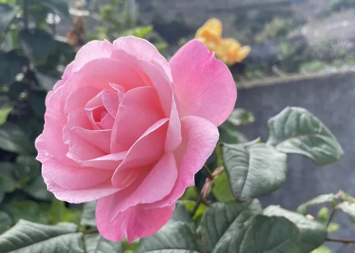 Casas Hortas, Vista Jardim E Serra